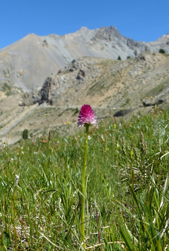 Nigritella corneliana, una regina nelle Alpi occidentali  Savoia francese   luglio 2023.